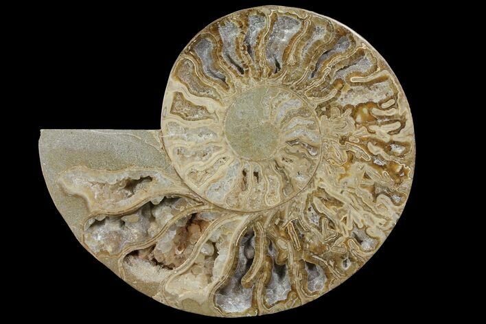 Choffaticeras (Daisy Flower) Ammonite Half - Madagascar #111316